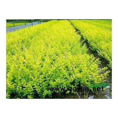 紫叶李(红叶李)行情报价\紫叶李(红叶李)图片展示