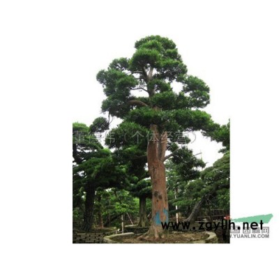 杨梅2行情报价\杨梅2图片展示