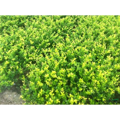 江西景绿供应茶花