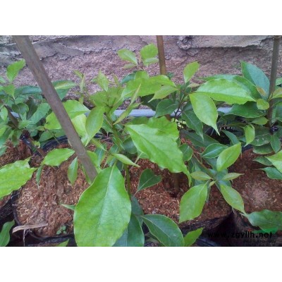 大棵香樟米径预估有60CM