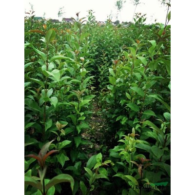 大量供应大叶女贞小苗  栾树小苗