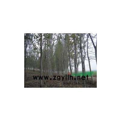 供应毛白杨、107速生杨、一条鞭、插条、炮捻