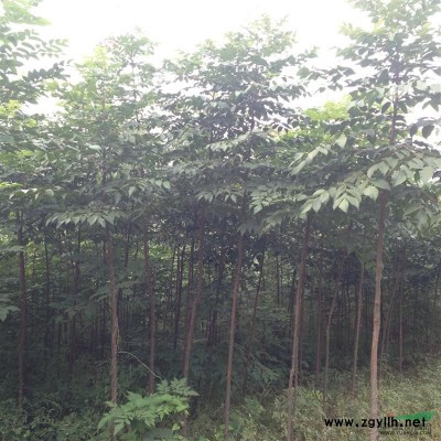 精品国槐/栾树大量供应