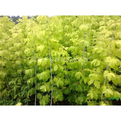 辽宁金叶复叶槭小苗