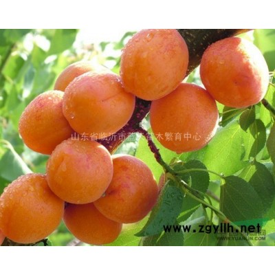 山东金色雨点海棠价格，金色雨点海棠批发