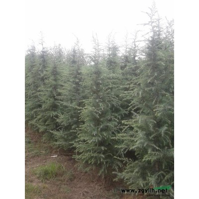 河南雪松.15～40公分雪松苗