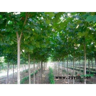 河北长期大量供应法桐红枫白蜡等，自有数百亩苗圃