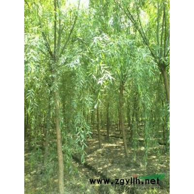 垂柳、香樟、无贵子、紫薇、红枫、朴树、榉树等