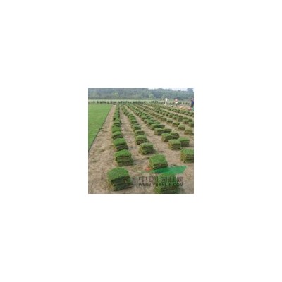 大量供应桂花球 桂花毛球 桂花球价格低