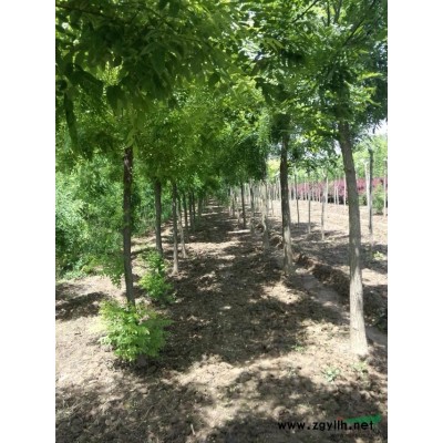 秋季国槐树*新报价