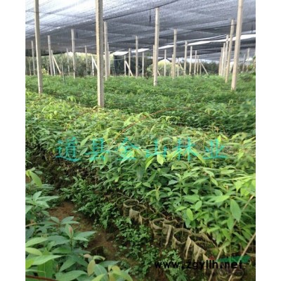 湖南*大的棱角山矾种子批发基地-高发芽率-高品质