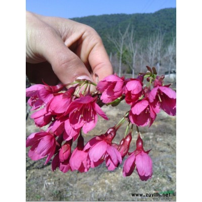 云南冬樱花苗