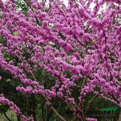 西府海棠 垂丝海棠 日本海棠 木瓜海棠 海棠小苗 海棠苗