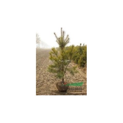 本人急售大量樟子松.