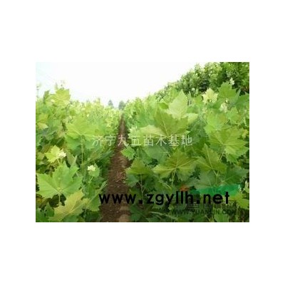 长期供应法桐、国槐、白蜡小苗
