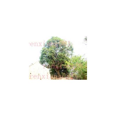 出售百岁八月桂花树