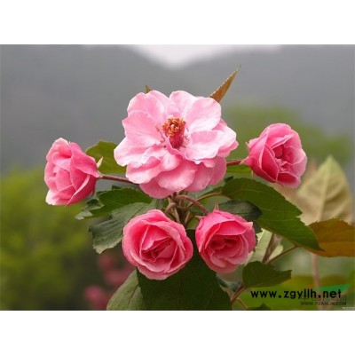 供应垂丝海棠、冬红海棠、西府海棠、红宝石海棠、北美海棠