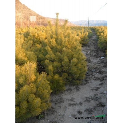 供应1---1.5米樟子松--落地冠