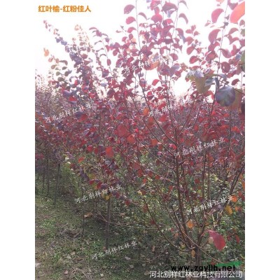 榆树新品种“阳光男孩”种苗，出售红叶榆 接穗 种苗预定