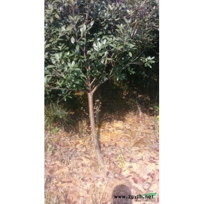 低价处理3-8公分红叶石楠