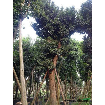 桂木树（胭脂树）7-9cm