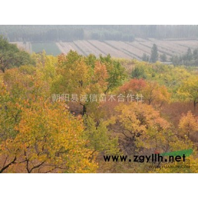 大量供应山杏树