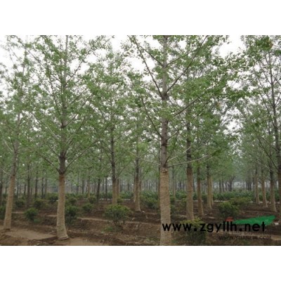 专业销售银杏树，银杏苗圃自产自销银杏树，