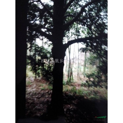 低价出售10CM－60CM高南方红豆杉小苗