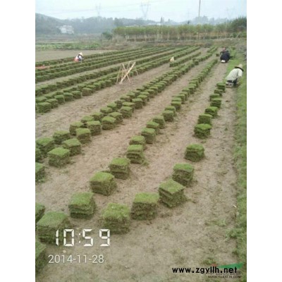 湖南郴州顶尖草皮苗木长期大量供应优质马尼拉草皮及各类工程小苗
