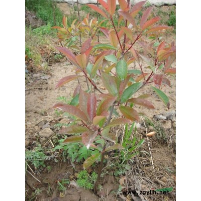 陕西文冠果树2介绍