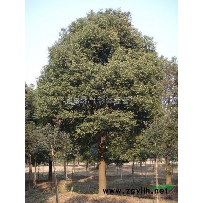 苏州地区香樟供应