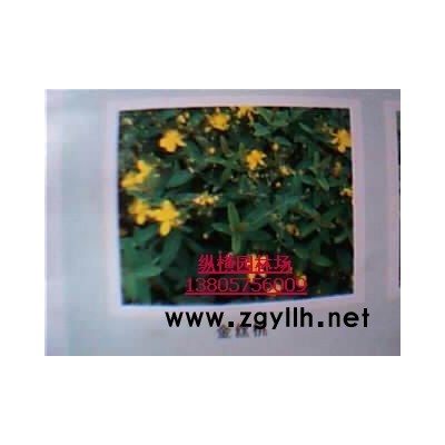 洒金珊瑚、金边万年青、金叶瓜子