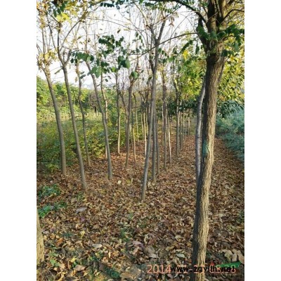 陕西供应红叶李3-20公分