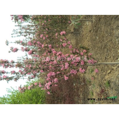 法桐小苗，白蜡小苗，北美海棠，桃树小苗