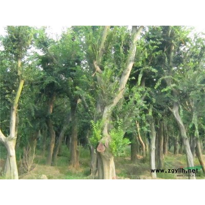 急售25-40公分香樟