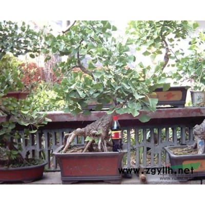银杏树盆景8报价/江苏银杏树盆景8报价