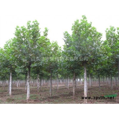 销售各种规格法桐、速生法桐、造型法桐、各种规格国槐、老式白蜡