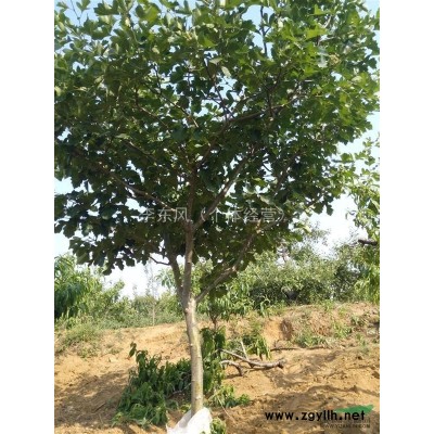 供应石榴树，山桃山杏山楂苹果等果树绿化用苗