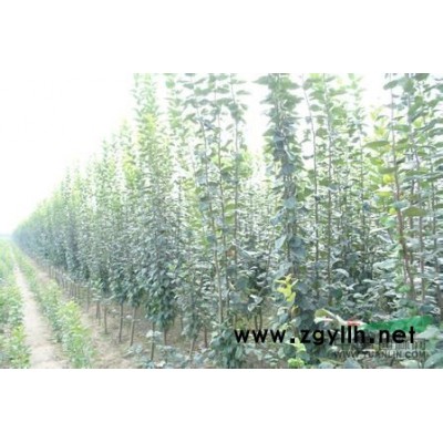 出售各种规格的西府海棠；梨花海棠；樱花；速生白蜡法桐