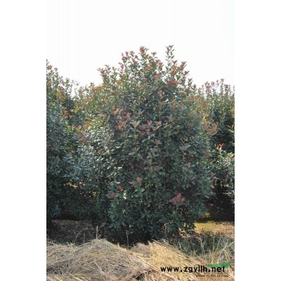 本石楠13行情报价\本石楠13图片展示