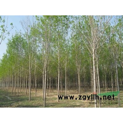 常年供应.白蜡.国槐.法桐.垂柳.樱花.海棠.紫叶李.臭椿.