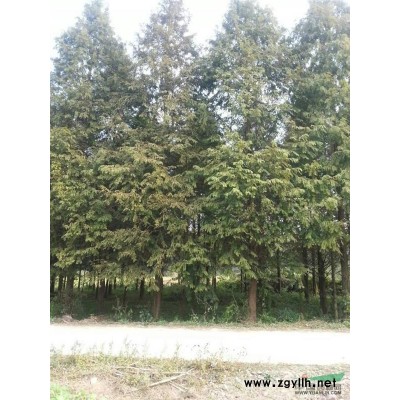 常州夏溪供应各种规格水杉