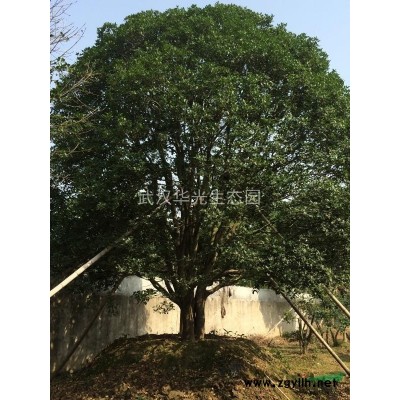 供应8米冠大桂花