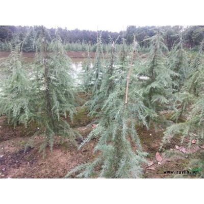 南京浦口区乌江镇专供雪松、广玉兰