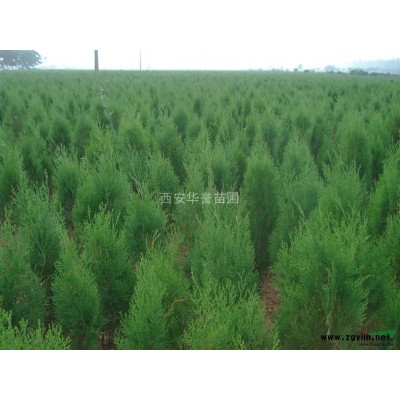 西安华誉苗圃/绿化苗木价格/优质侧柏价格