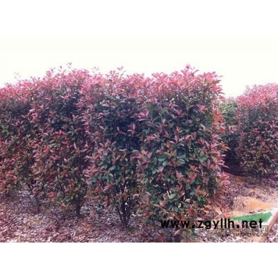 合欢树2一4公分