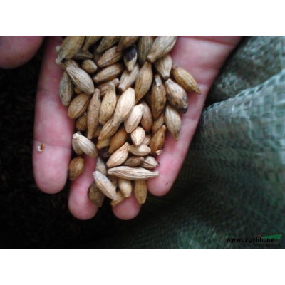 桂花树种子价格