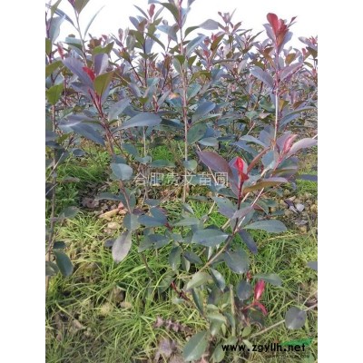 安徽合肥60……70高。60……70冠红叶石楠，可带土球