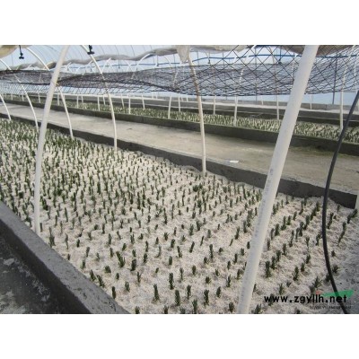 浙江薰衣草母本园1*新报价/薰衣草母本园1图片