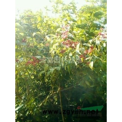 广东韶关供应白花紫薇（马林光）